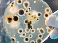 ابتكار طريقة بيئية لتفكيك النفط الخام باستخدام البكتيريا